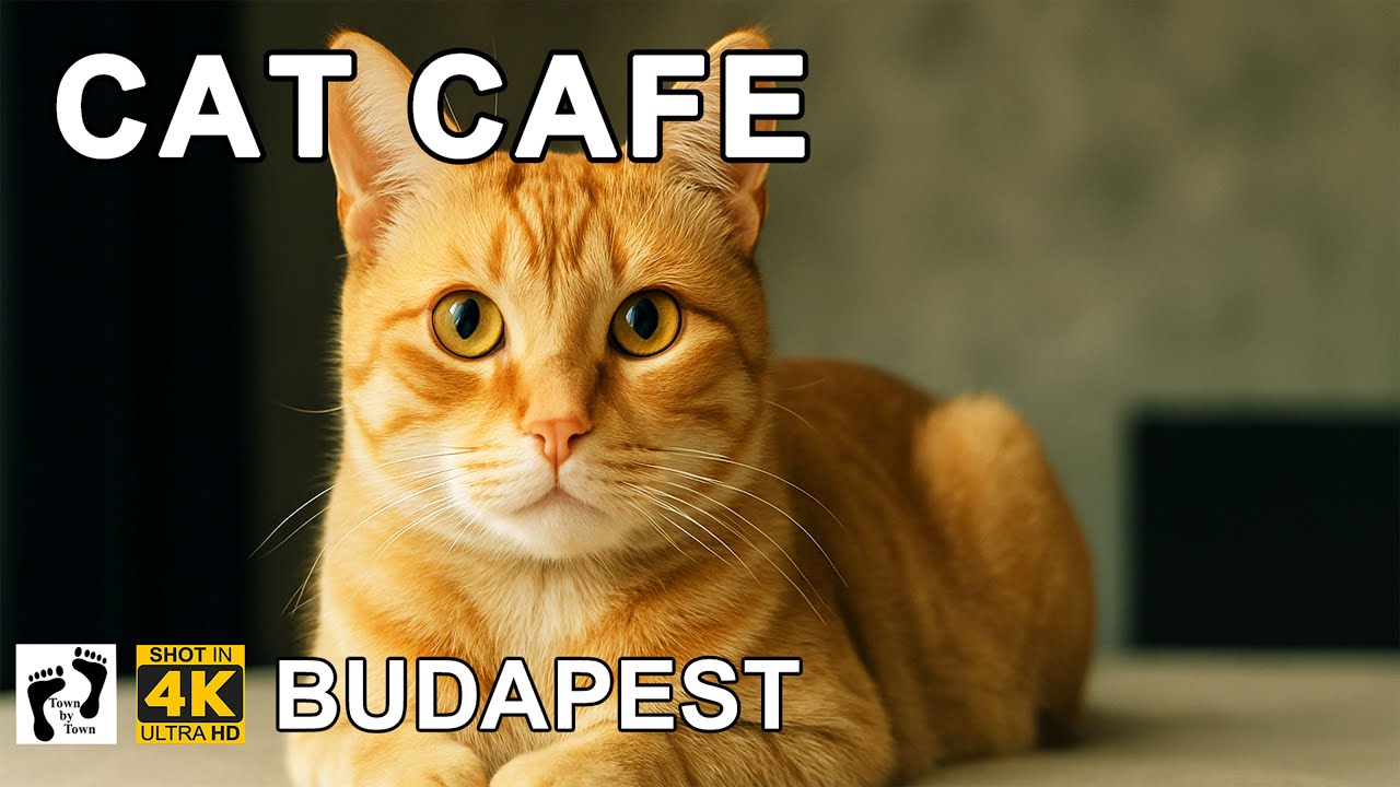 💥CAT CAFE BUDAPEST, ein Kaffeehaus voller Katzen