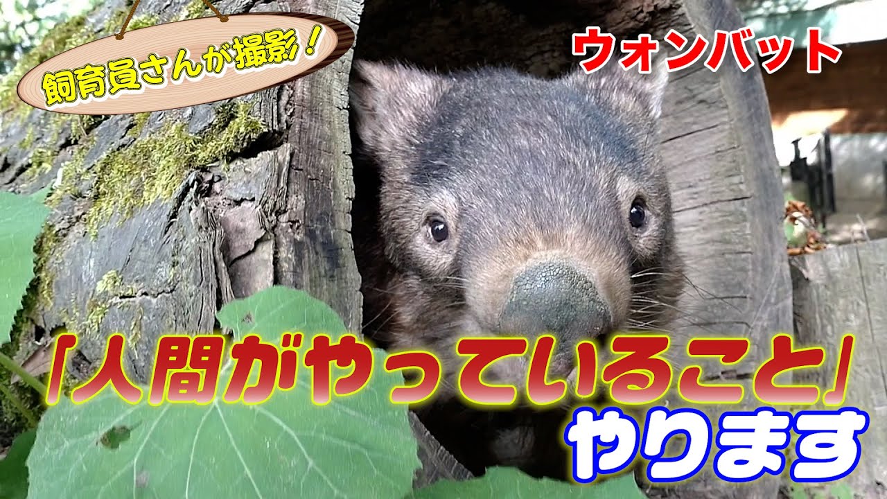 大人気ウォンバット・ウォレスの日常を追ったら最後に◯◯が撮れた！（Wombat）