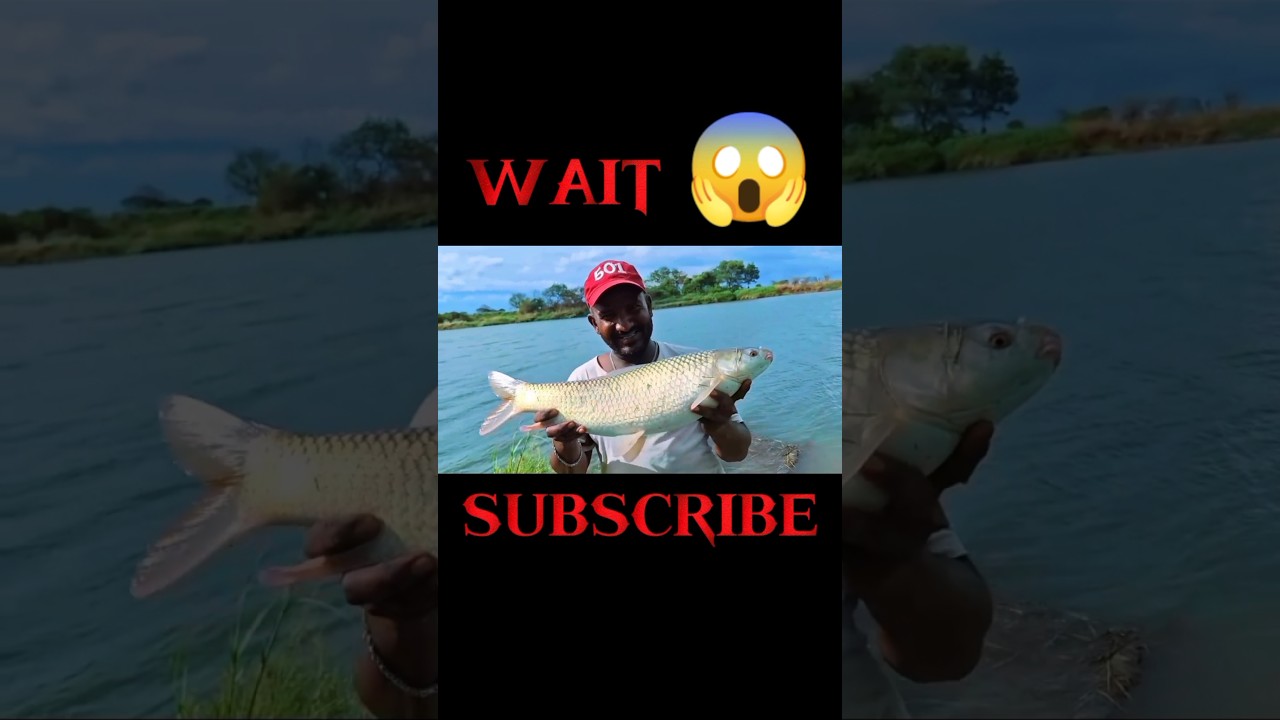 Amazing big giant fish catching! 