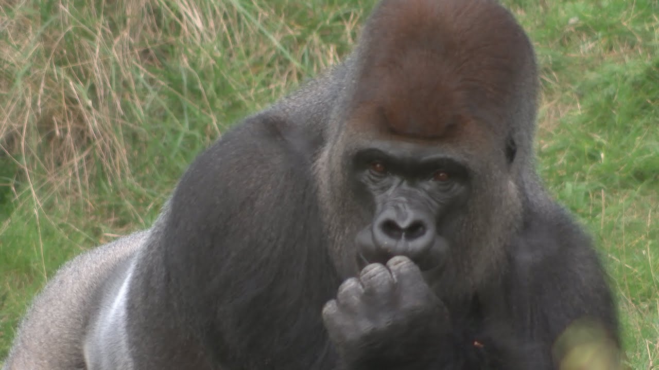 Escaped gorilla downs 5-litres of undiluted blackcurrent squash