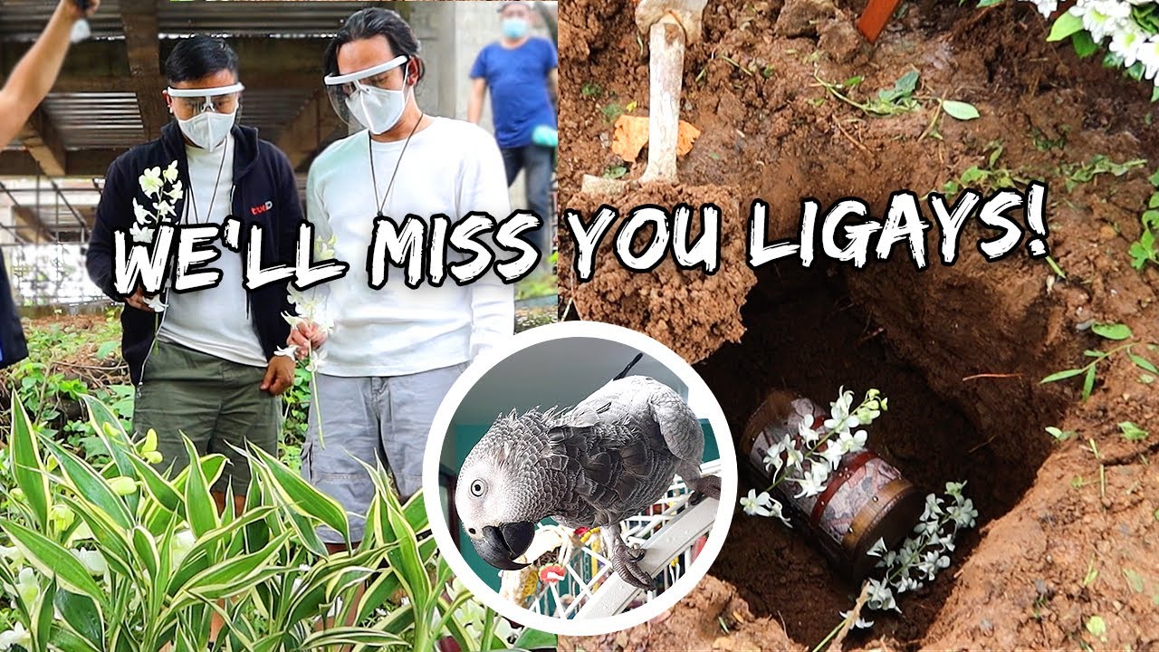 Burying Our Parrot On The Farm She Inspired Us To Get | Vlog 