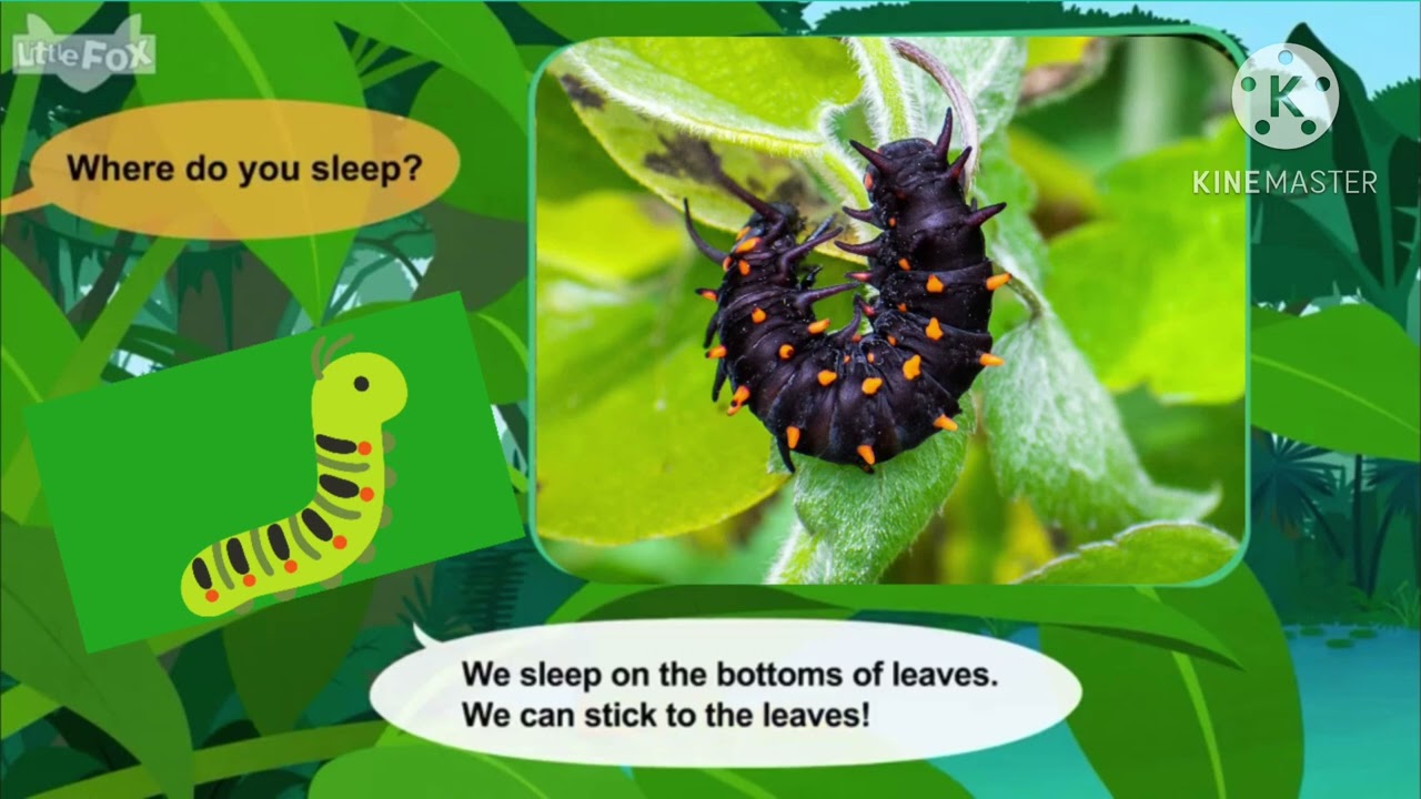 Meet the animals episode 297 caterpillar 
