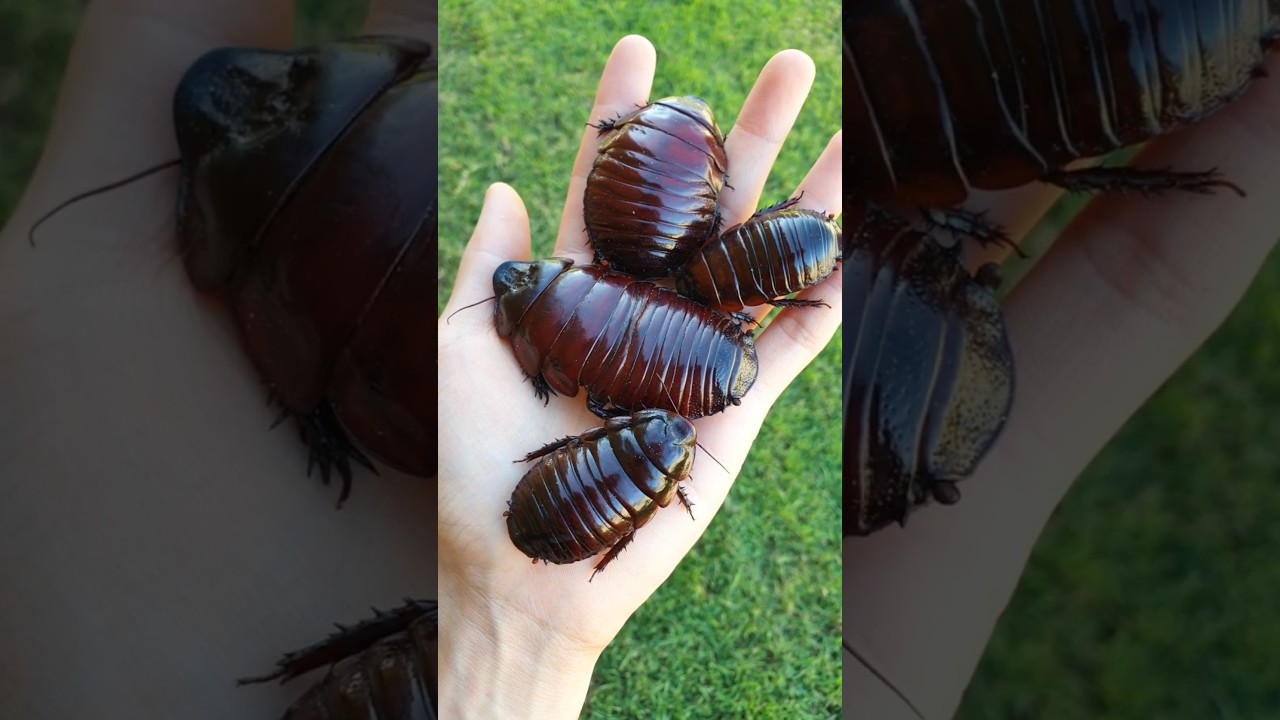 They've survived for hundreds of millions of years. #cockroach #animalfacts #nature