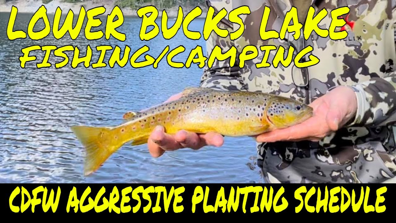 Camping/Fishing Lower Bucks Lake: Aggressive CDFW stocking Program Announced Plumas National Forest