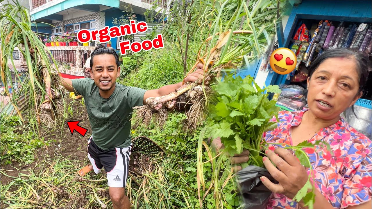 Harvesting Organic Vegetables At My Village 😍