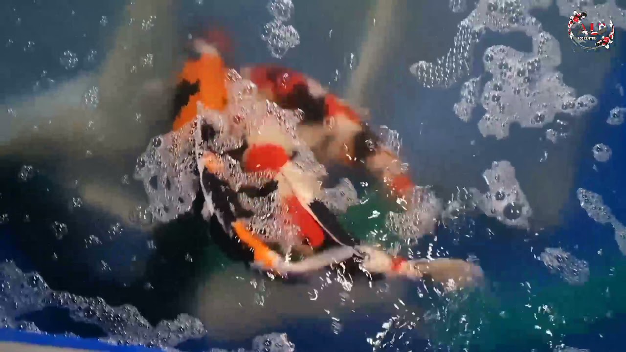 Tips Breeding ikan koi supaya penetasannya maximal&melimpah indukan showa Vs Kindai showa #Part1