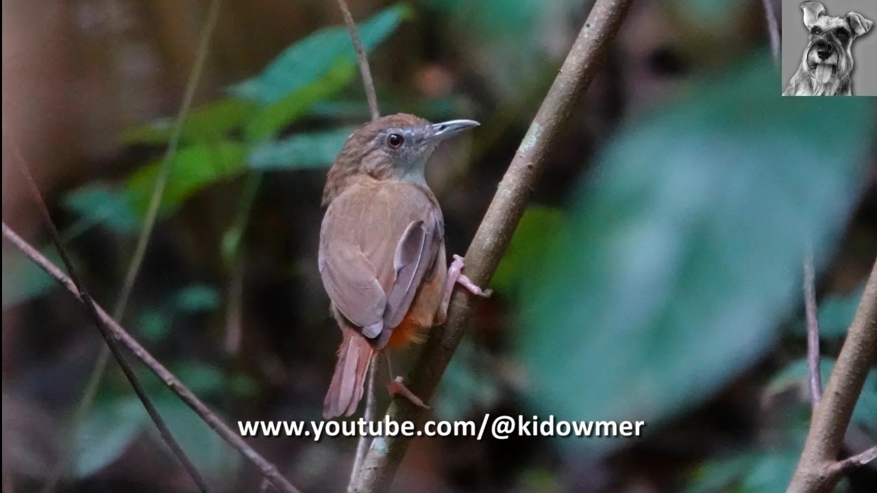 Meet the elusive ABBOTT'S BABBLER