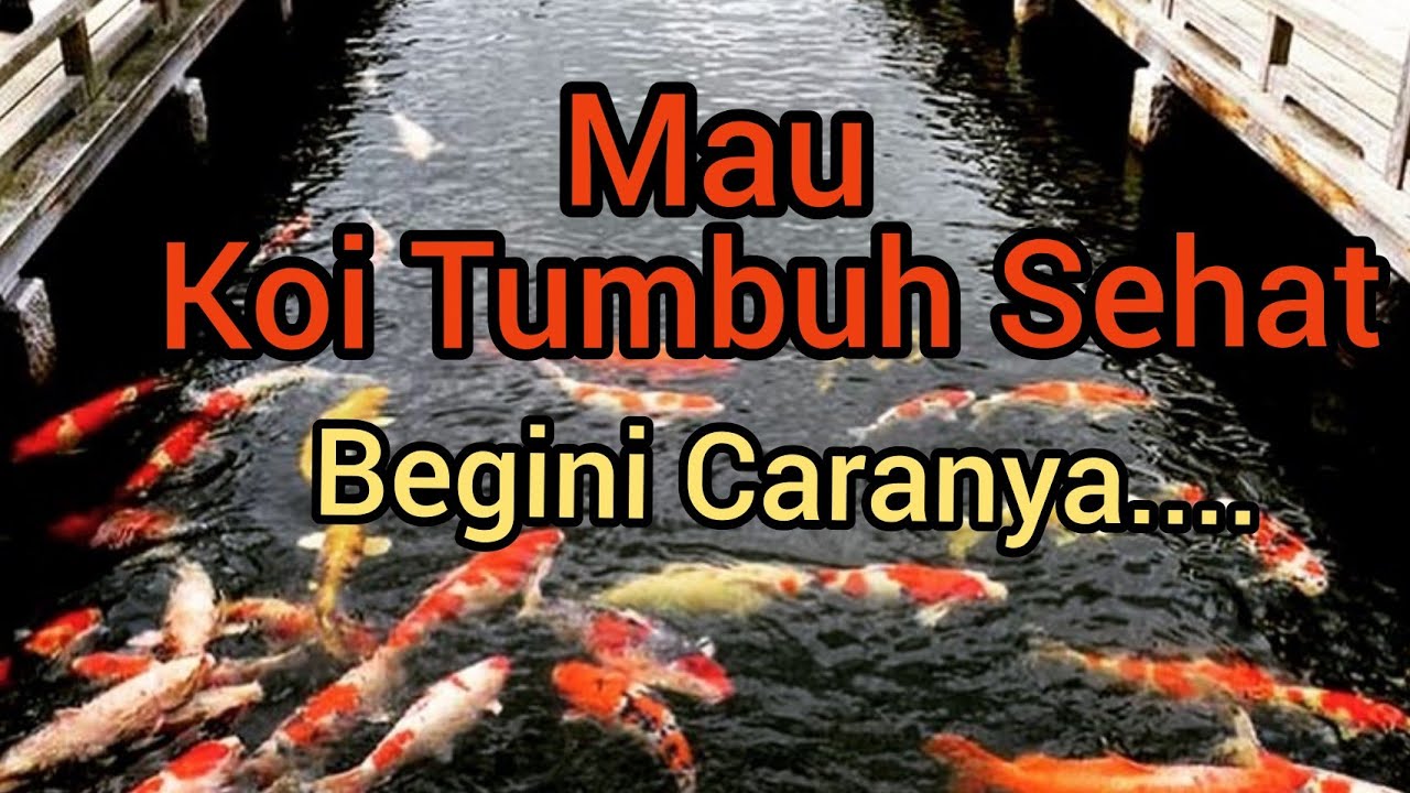 Cara Membuat kolam Koi tetap Jernih Di Tengah Kota