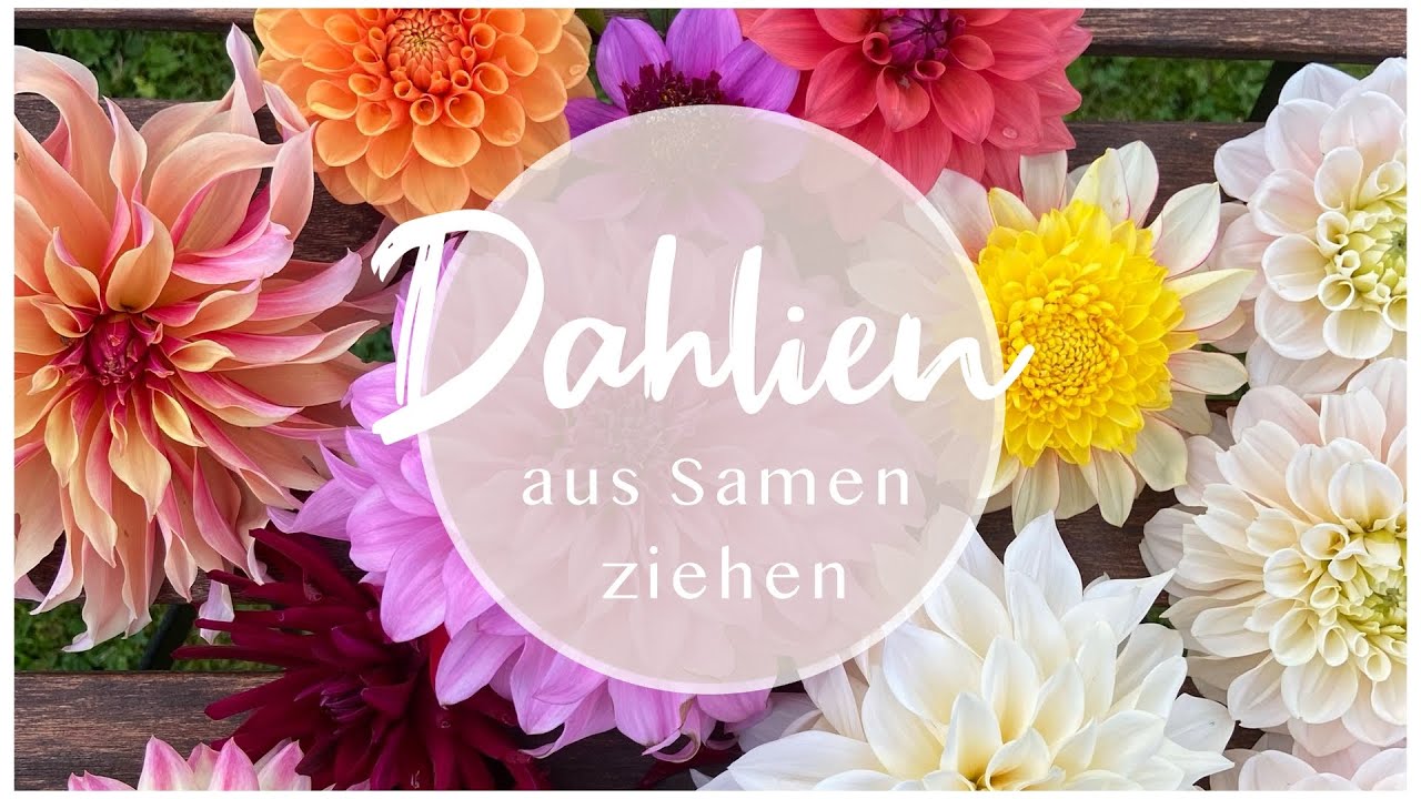 Dahlien aus Samen ziehen - Ganz einfach + überraschendes Ergebnis!