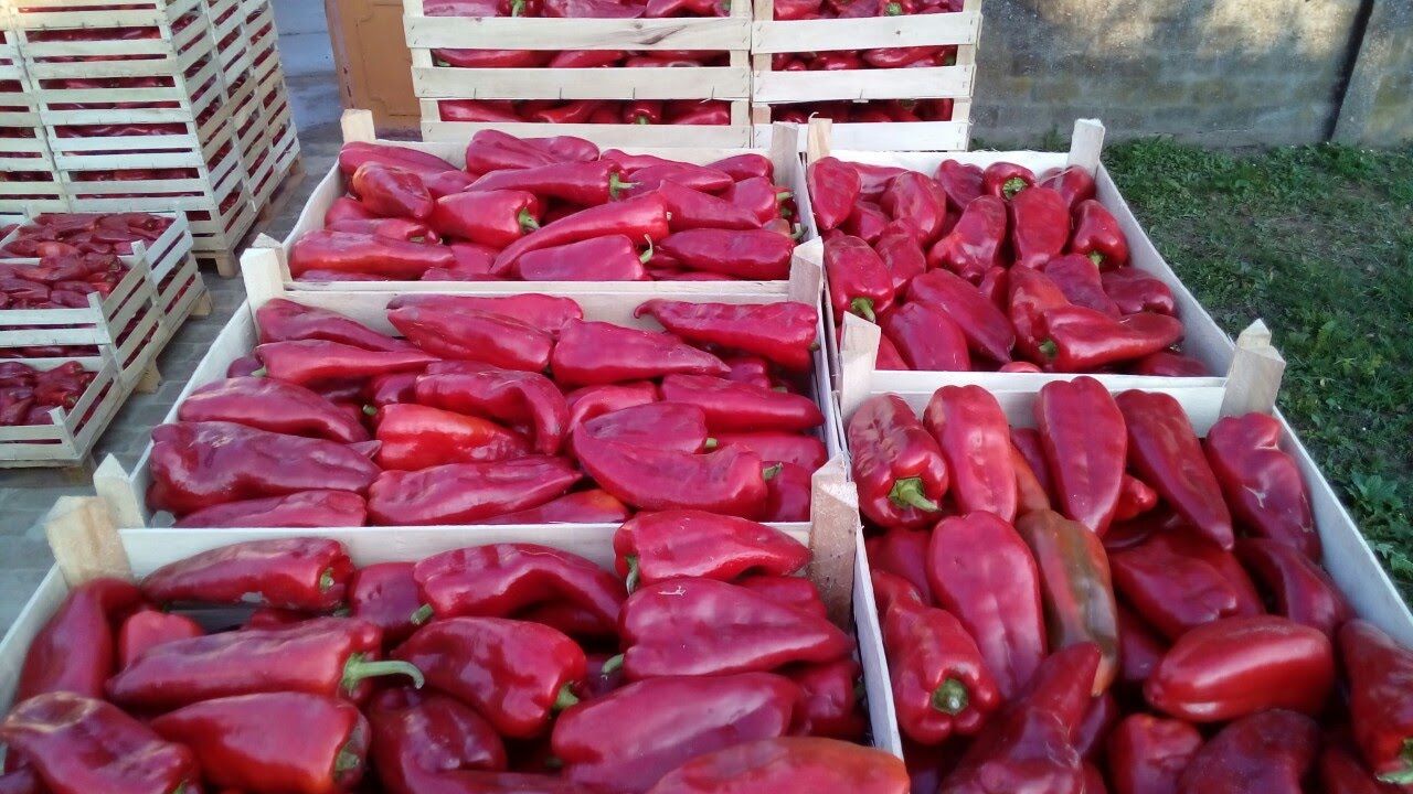 DANI KRSTURSKE PAPRIKE. Seminis, Agroarm, Timac Agro, Belchim