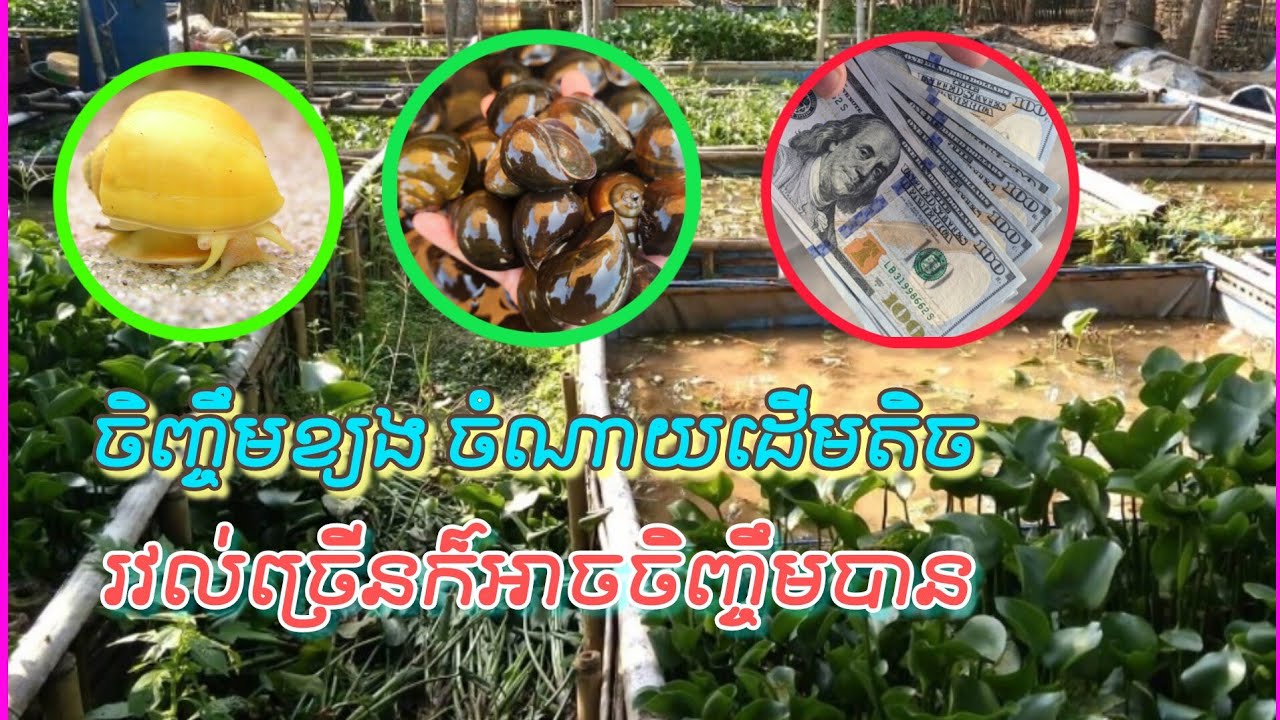 មានដើមតិចក៏អាចធ្វើបាន រវល់ច្រើនក៏អាចធ្វើបាន