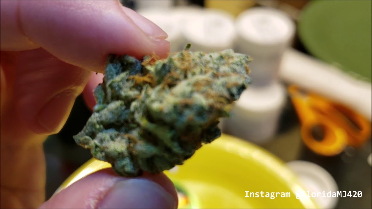 Opening Lemon OG Kush 29.3% THC from Trulieve - Florida Medical Marijuana Strain Review