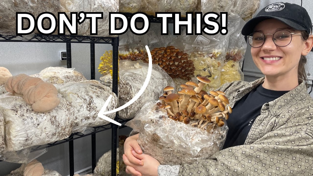WHY MOST MUSHROOM FARMS FAIL (and what you can do to avoid it!)