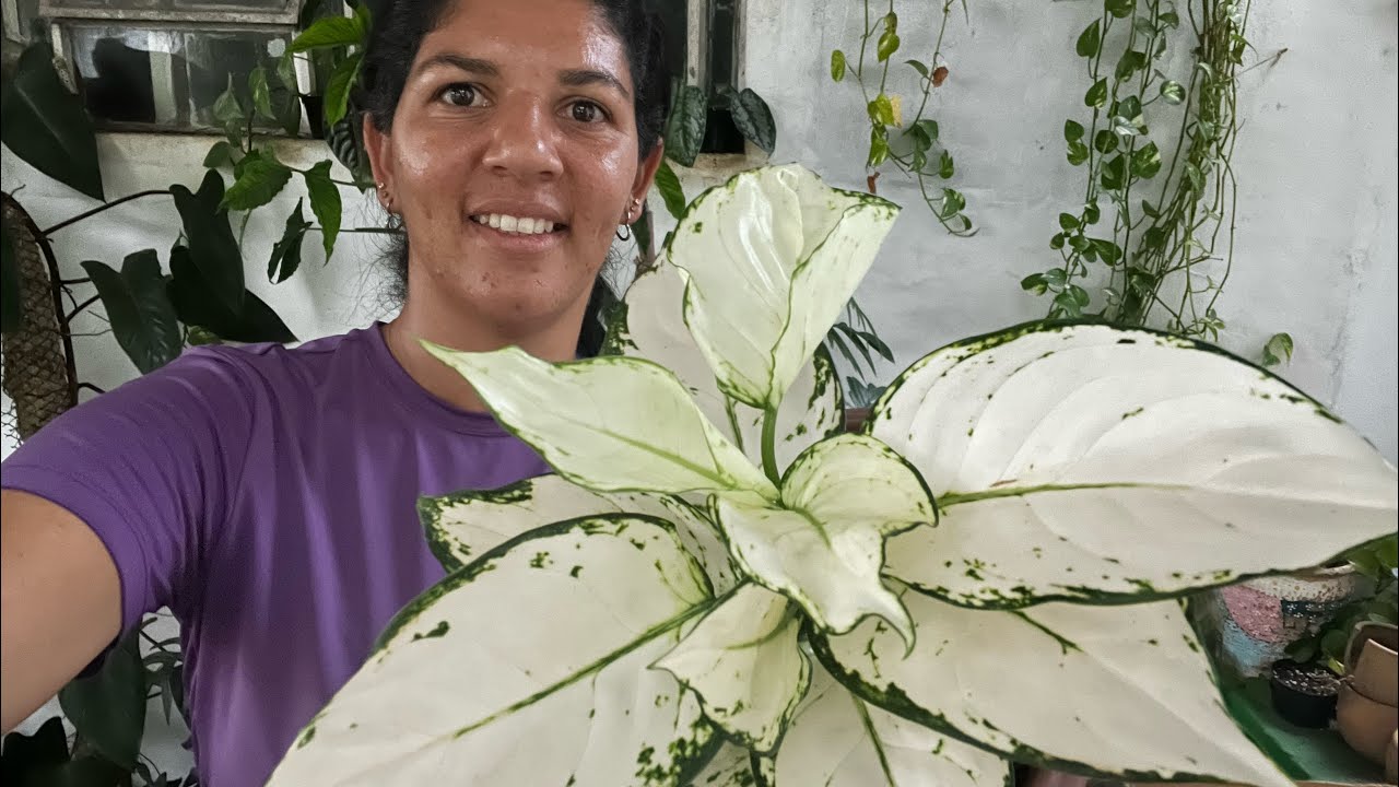Chegou novas  AGLAONEMA  NOVIDADES para Vocês