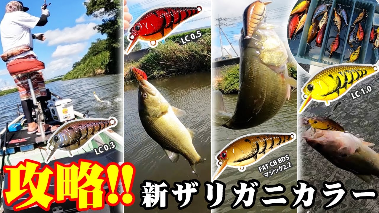 【新利根】新発売ザリガニカラーで新利根川攻略【高橋一夫】