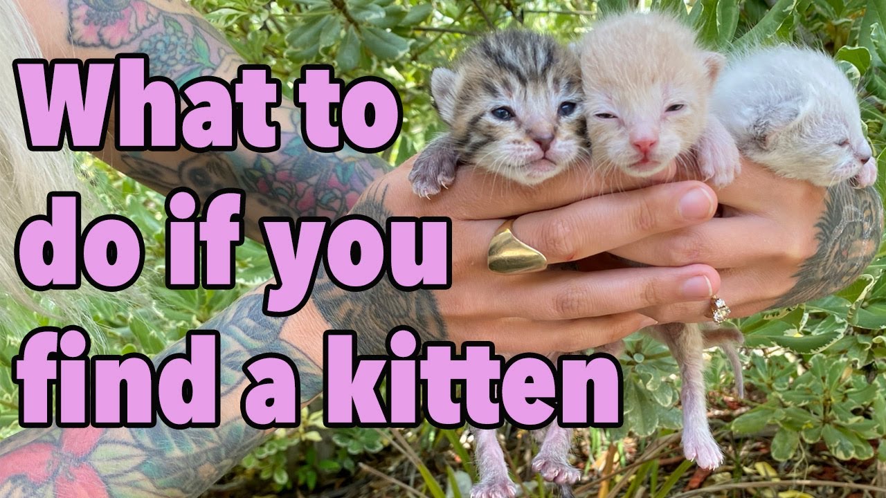 What To Do If You Find a Kitten -- How to Make the Right Call!