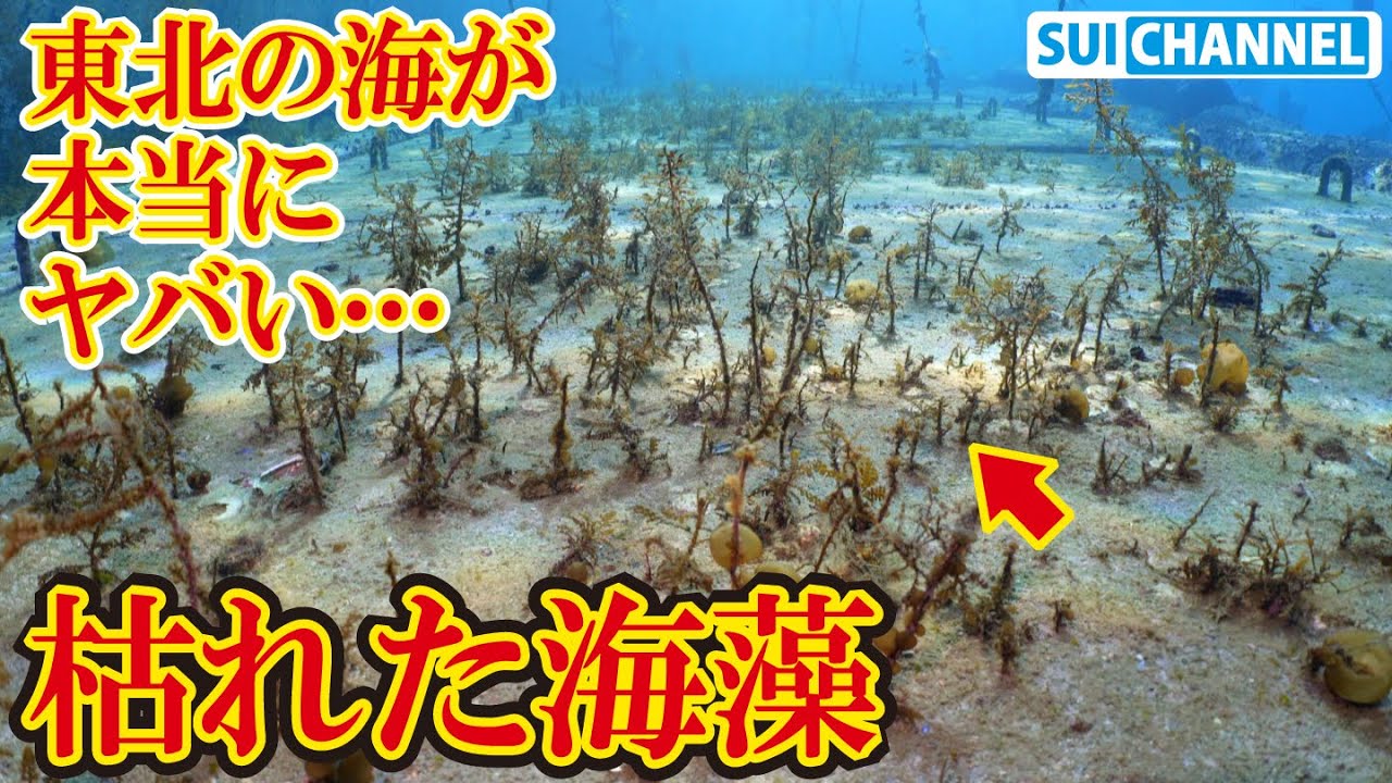 東北の海がマジで崩壊の危機。熱帯魚が泳ぎ、海藻を食い尽くすあの魚が現れる。