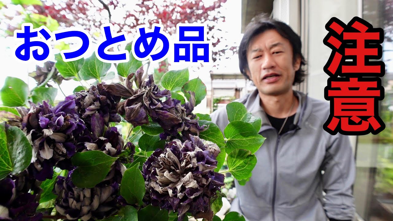 【見切り品・処分品】植物を買う時は注意してください　　　　　【園芸超人カーメン君】