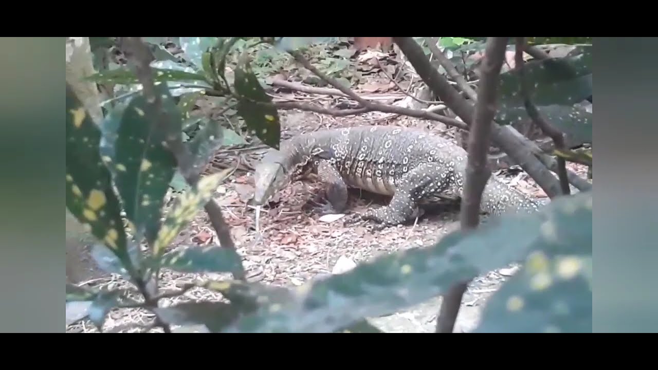 #comododragon #babycomododragon#youtubevideo #youtubechannel #youtubeindia #dragon