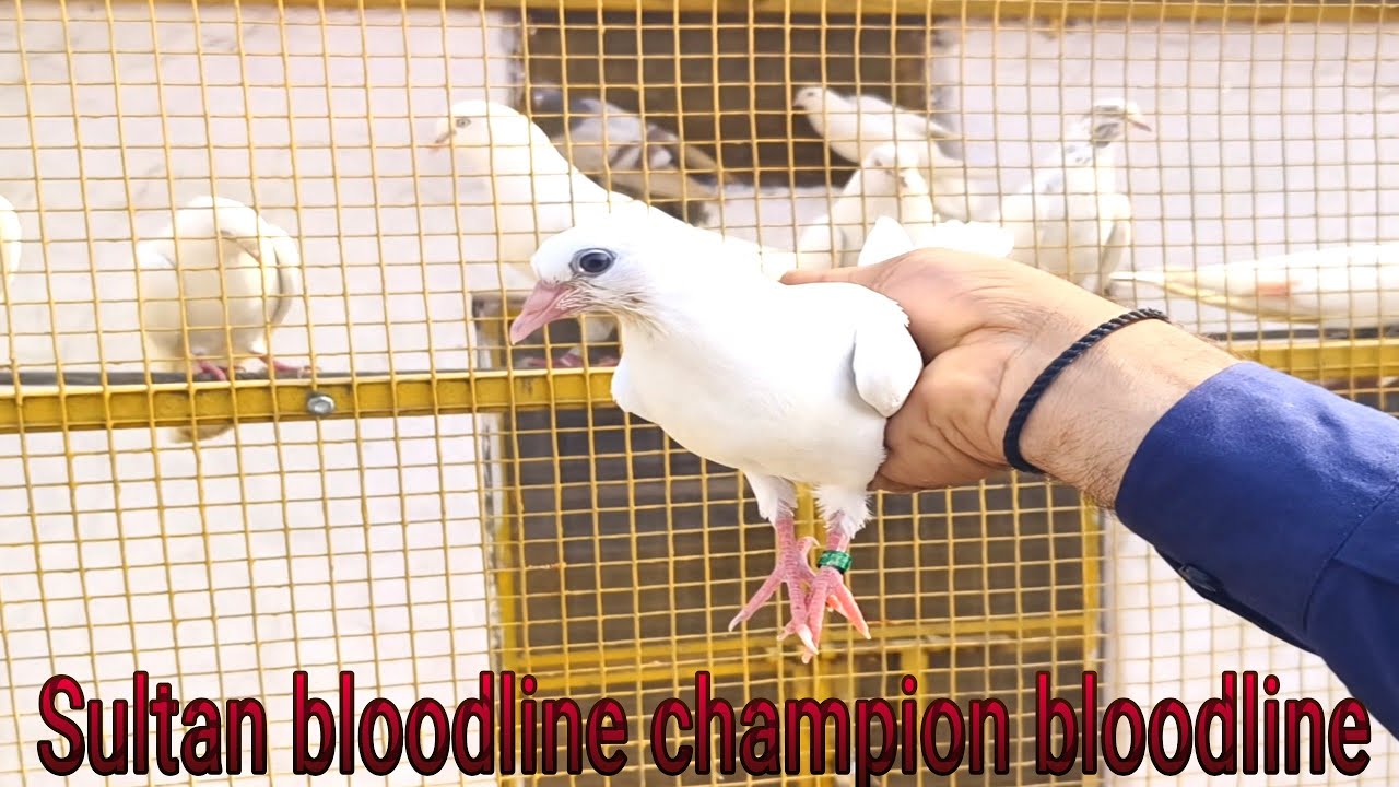 Champion bloodline 4  baby pigeon ।। धौलाना।। 9911786166