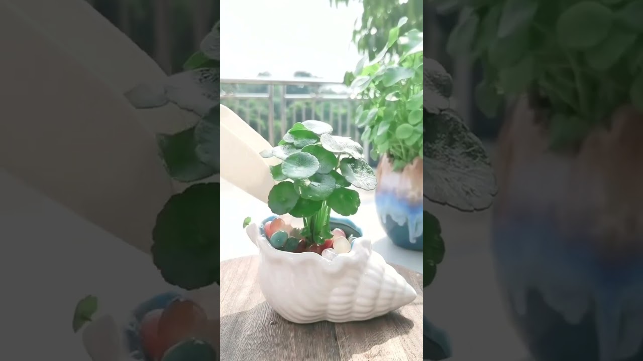 2852 🥥🌱🍓🍀🍈 