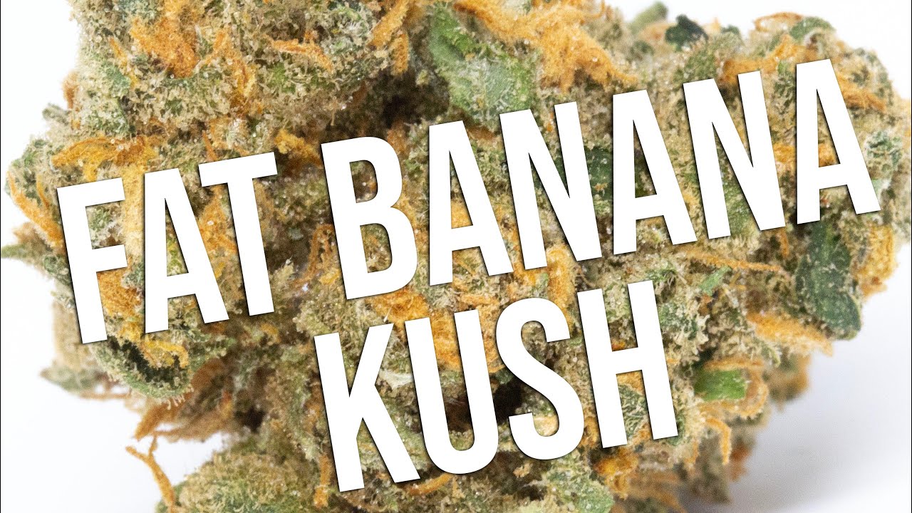 Fat Banana Kush strain review!