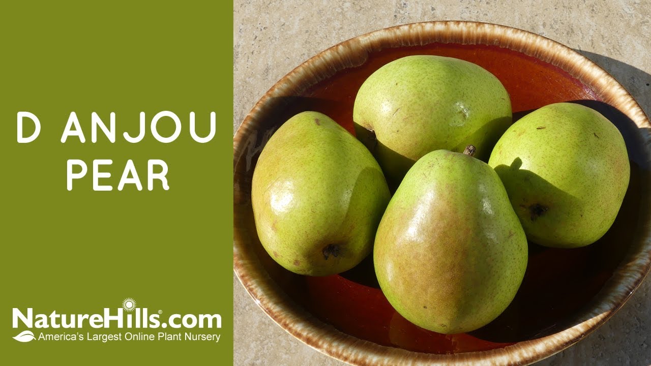 D'Anjou Pear | Naturehills.com