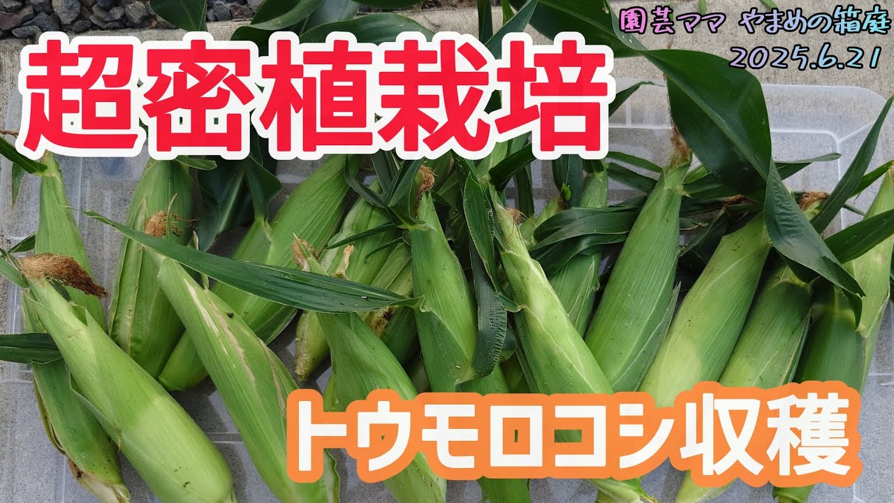 超密植栽培したトウモロコシの収穫！出来栄えは…？！