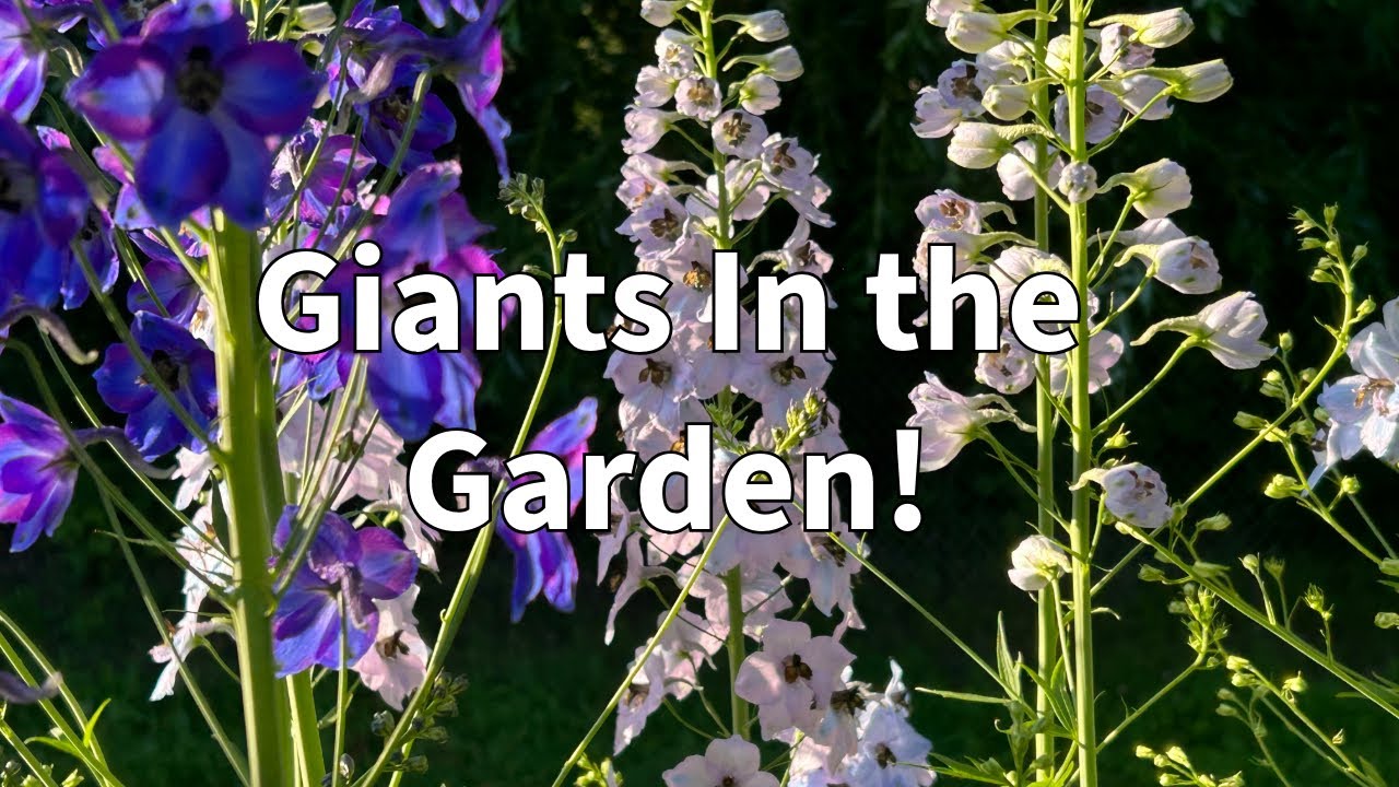 Pacific Giant Delphinium Flower Tour!