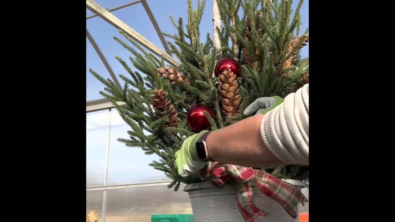 How to build a holiday Spruce Tip Pot…