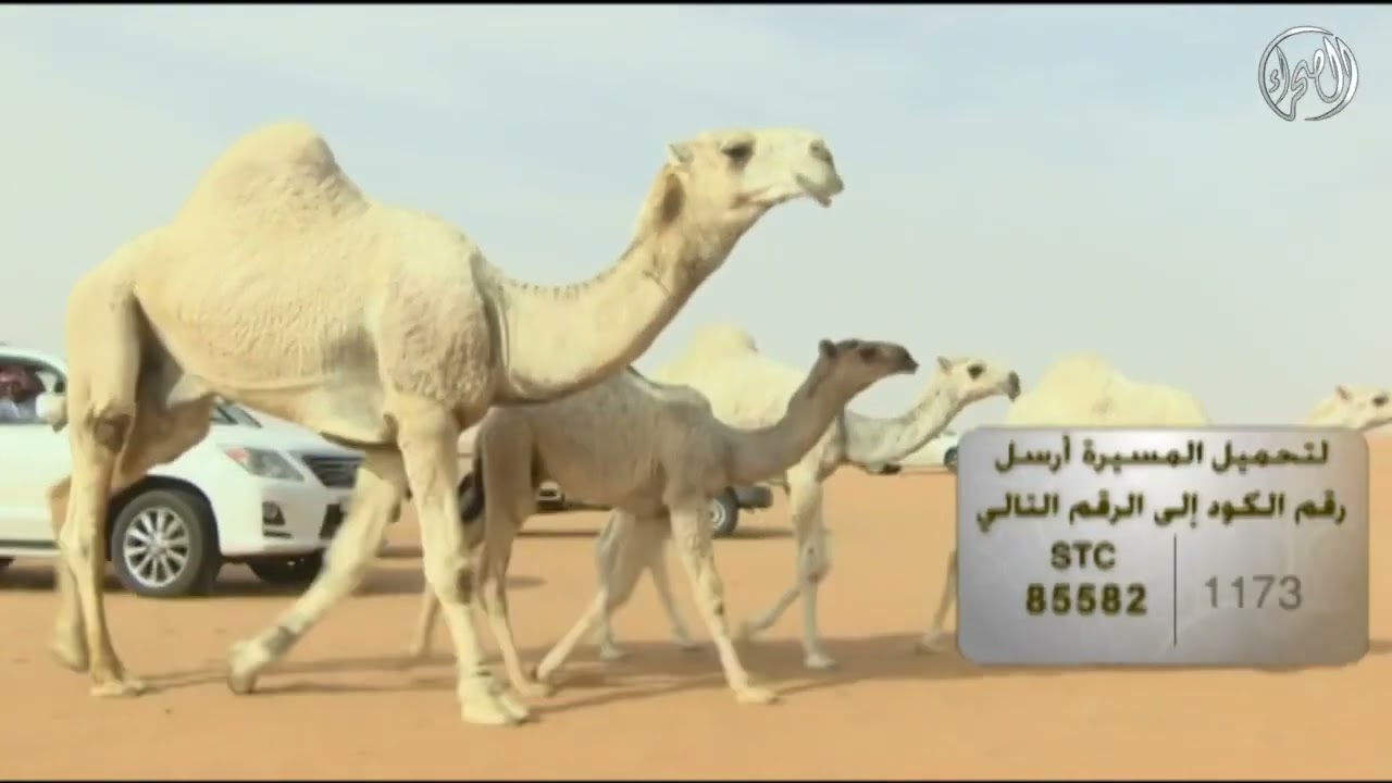 مسيرة الفحل كحيلان و انتاجه ملك الشيخ/ عامر بن منصور ال شملان الحقباني الدوسري