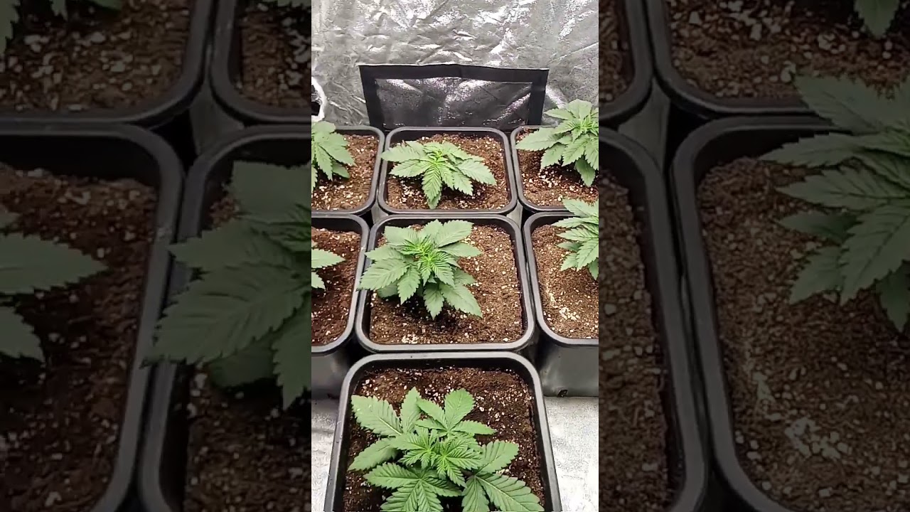 semaine 3 plant de cannabis blue sunset sherbet Barneys farm #reggae #rap