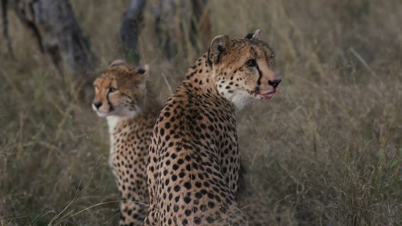 First Game Drive at Somalisa Camp