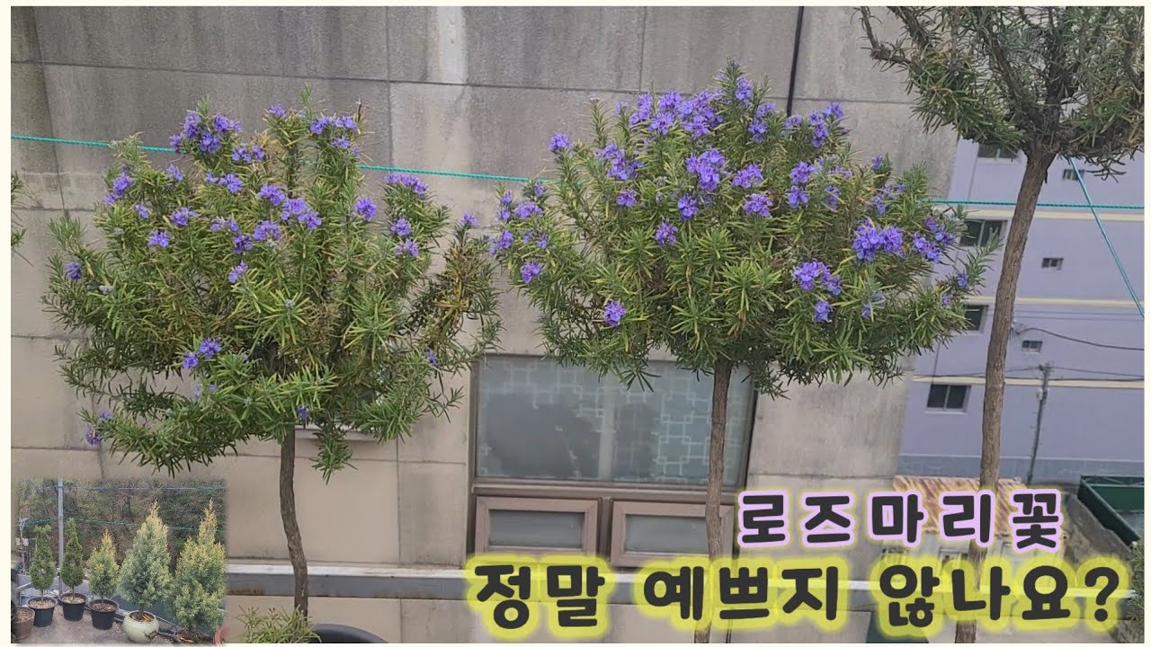 4월의 옥상 텃밭 / 환상적인 로즈마리꽃과 블루베리꽃