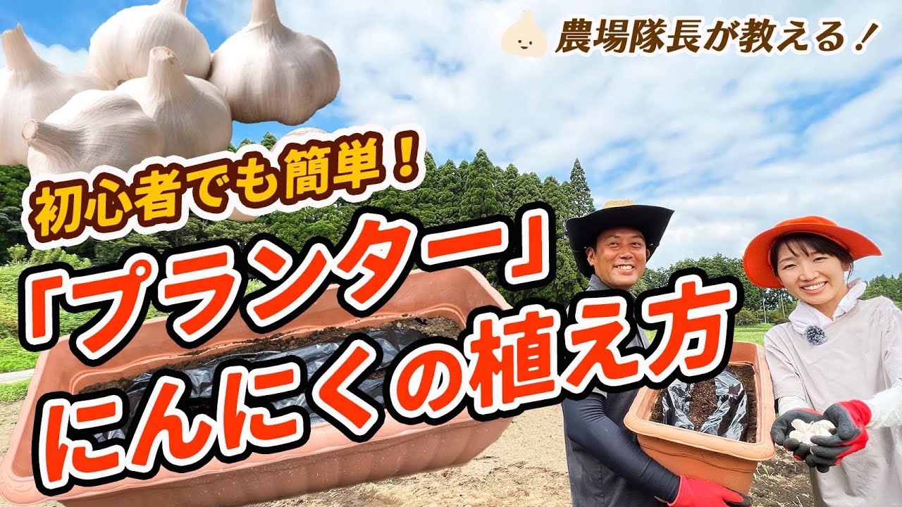 有機栽培のプロが教える！ニンニクのプランター栽培【植え付け方・肥料・土づくり・時期】