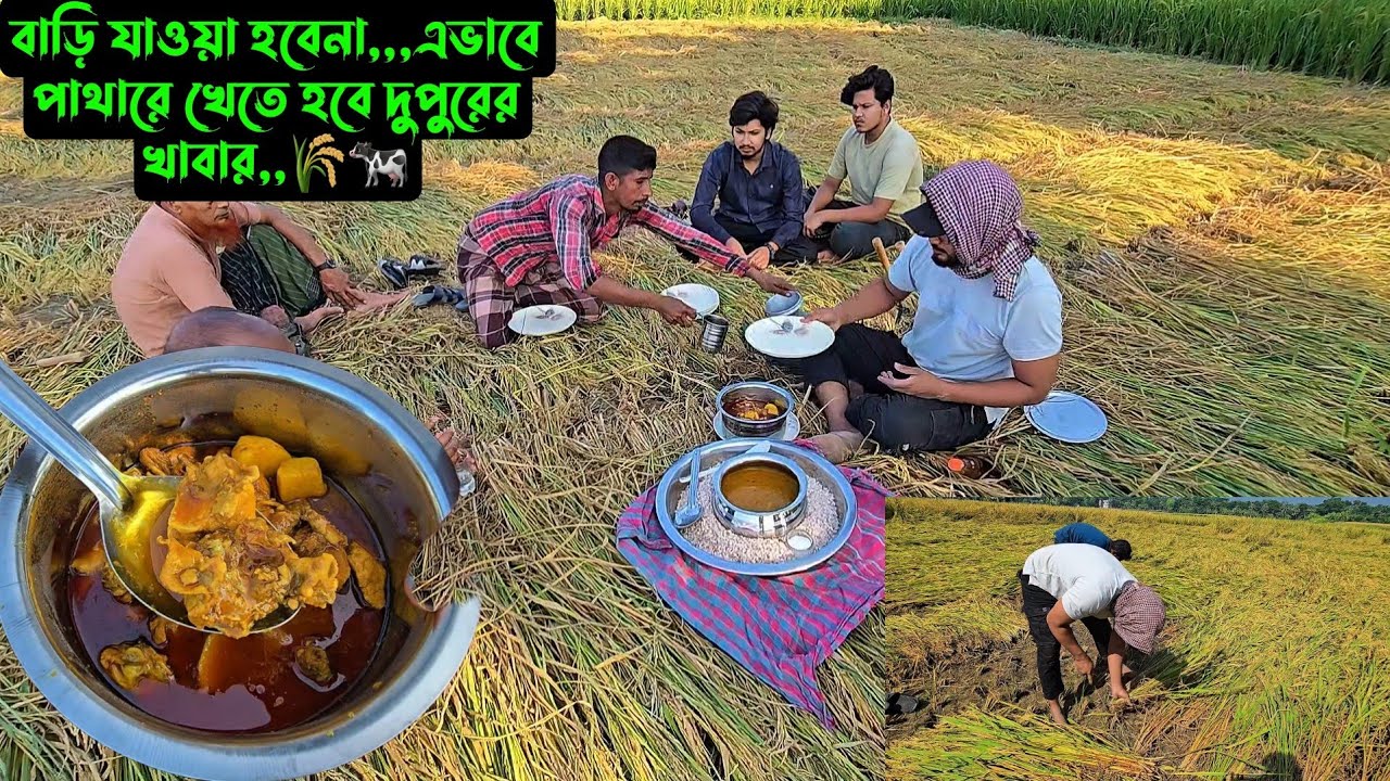 বাড়ি যাওয়া হবেনা,,,এভাবে পাথারে খেতে হবে দুপুরের খাবার,,🌾🐄