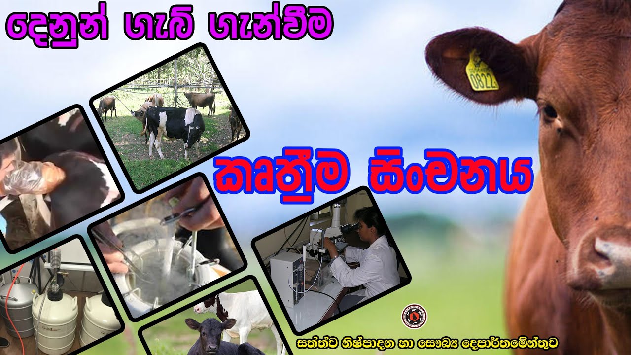 දෙනුන් කෘත්‍රීමව ගැබ් ගැන්වීම (artificial insemination in cattle)