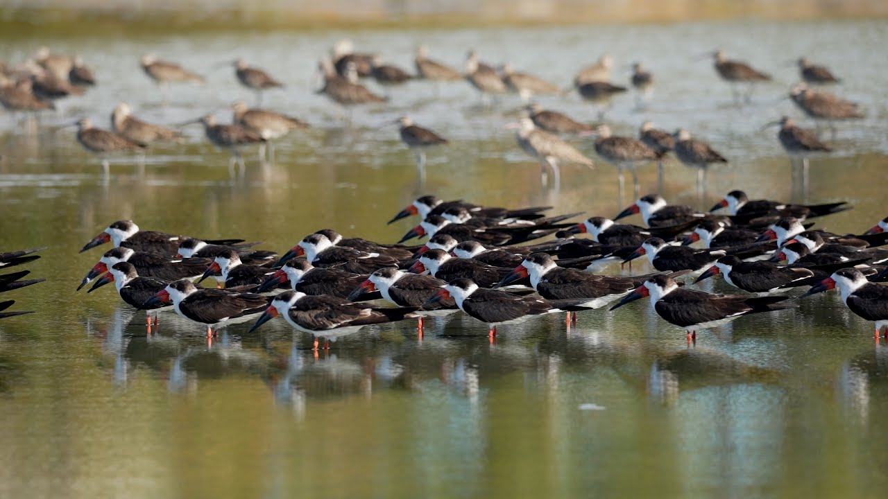 Some Birds of Cocorocas, Costa Rica