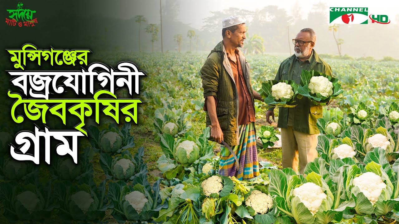 মুন্সিগঞ্জের বজ্রযোগিনী: জৈবকৃষির গ্রাম | Shykh Seraj | Channel i |