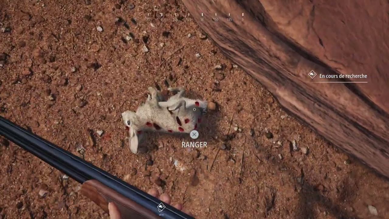 Hunting Simulator 2 - Lapin a queue blanche - White-tailed rabbit - Cotton tail