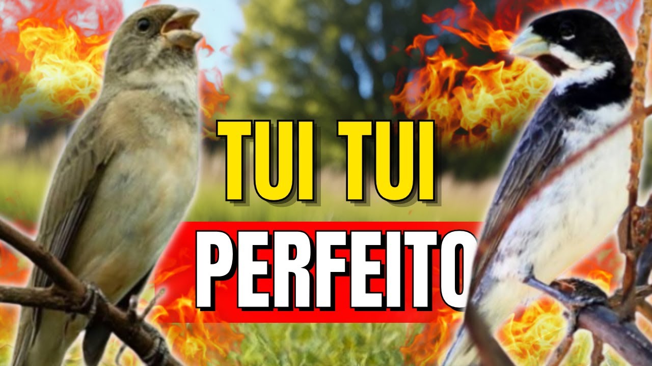 CANTO DO COLEIRO TUI TUI PARA ENCARTE DE COLEIRO E ESQUENTAR COLEIRO COM FEMEA CHAMANDO