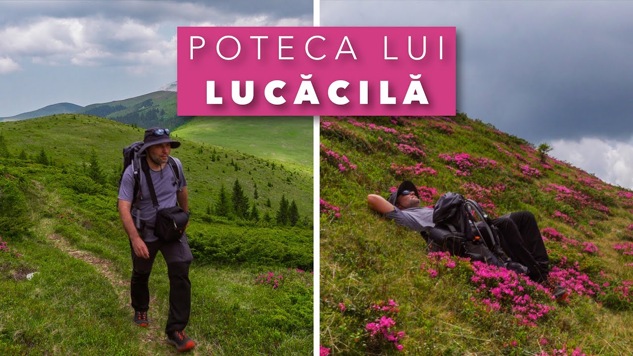 Singur în Bucegi prin rododendron - Circuitul perfect de 1 zi din Bolboci prin Șaua Lucăcilă