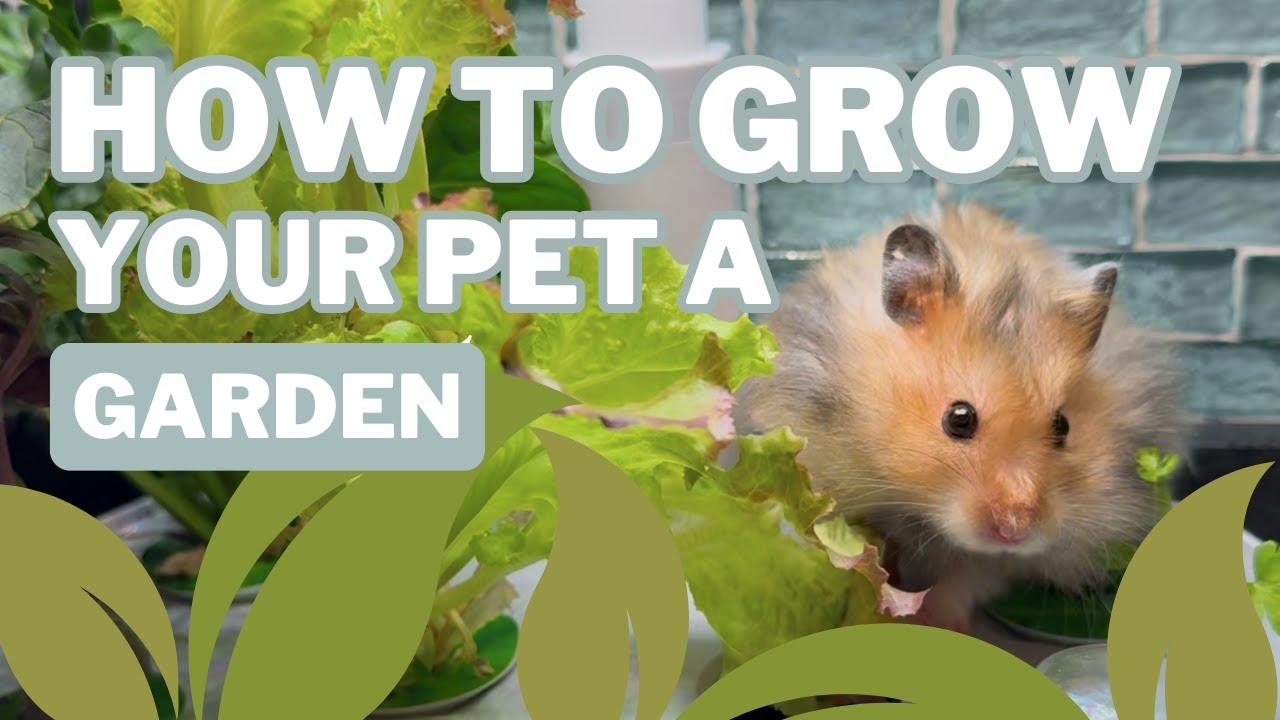 How to Grow Fresh Greens for Your Hamster | Easy Hydroponic Garden Setup