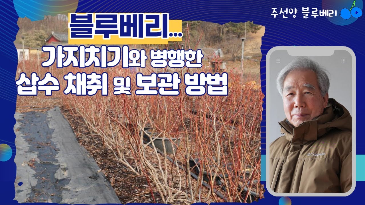 블루베리... 가지치기와 병행한 삽수 채취 밎 보관 방법