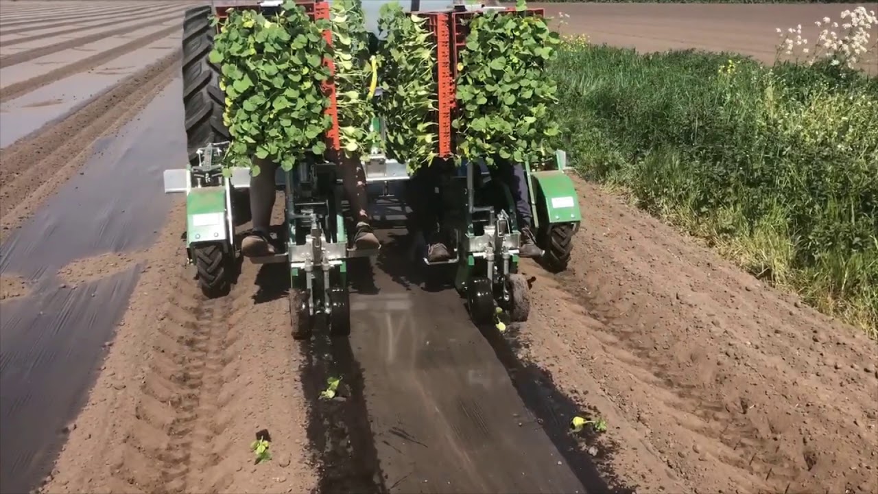 Fedele Max Planter