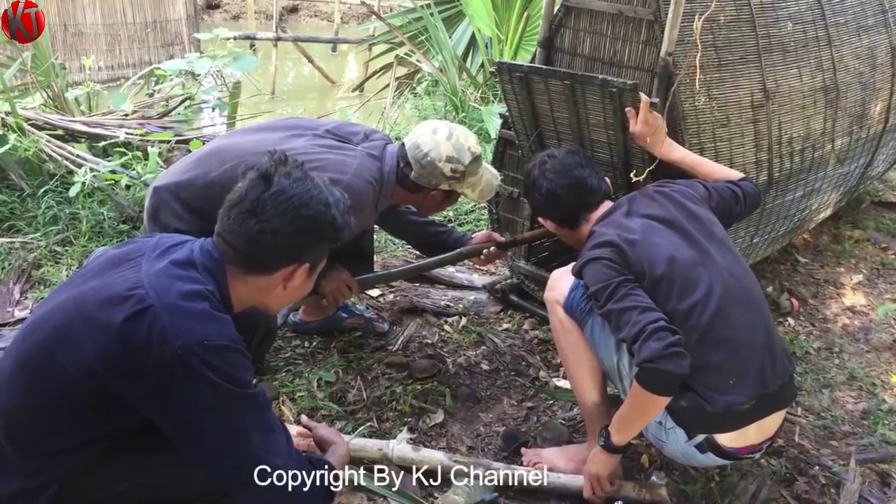 Wow! Amazing Human Catching Giant Python Snake Using The Big Net In cambodia