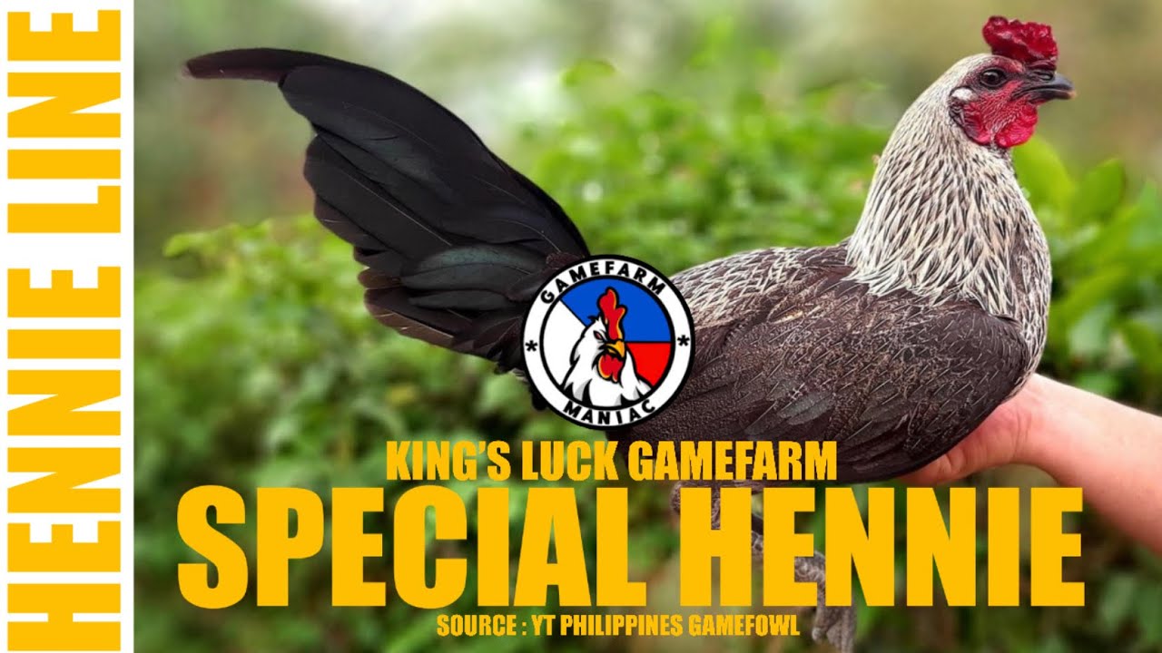 SPECIAL HENNIE | KING’S LUCK GAMEFARM