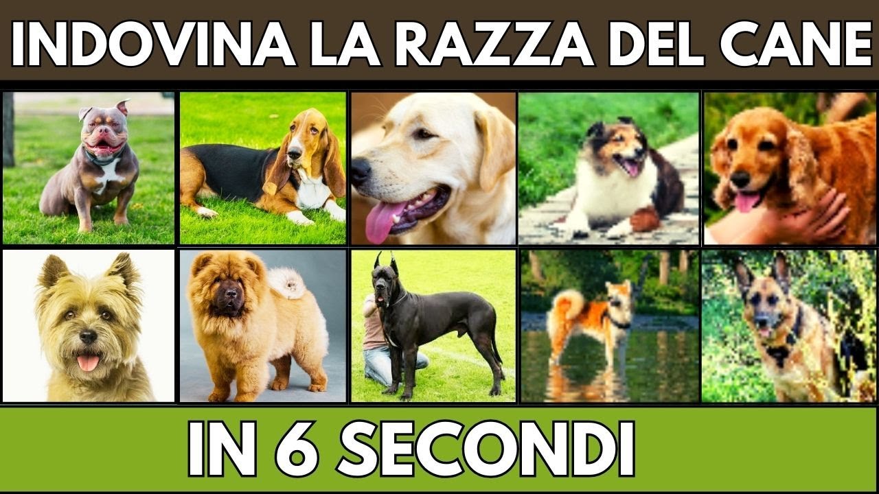 Indovina LA RAZZA DEL CANE IN 6 SECONDI | QUIZ ANIMALI