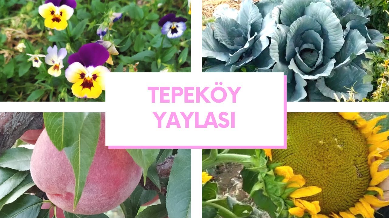 MERSİN TEPEKÖY‼️MEYVE BAHÇESİ💯NELER TOPLADIK NELER🙈 FİNAL’DE SIKMA GÖZLEME VAR👍ELMAS❤️MURAT