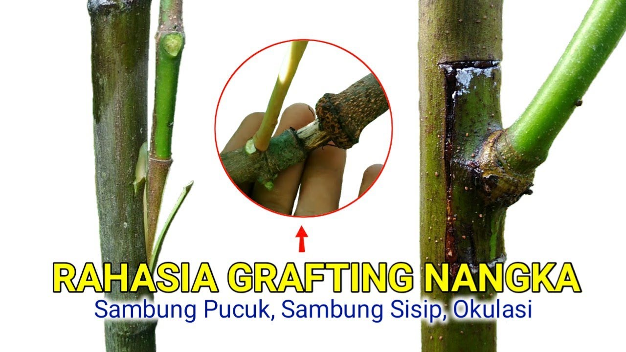 Rahasia Keberhasilan Sambung Pucuk Nangka (Grafting Nangka) || Secret Grafting Jackfruit Tree